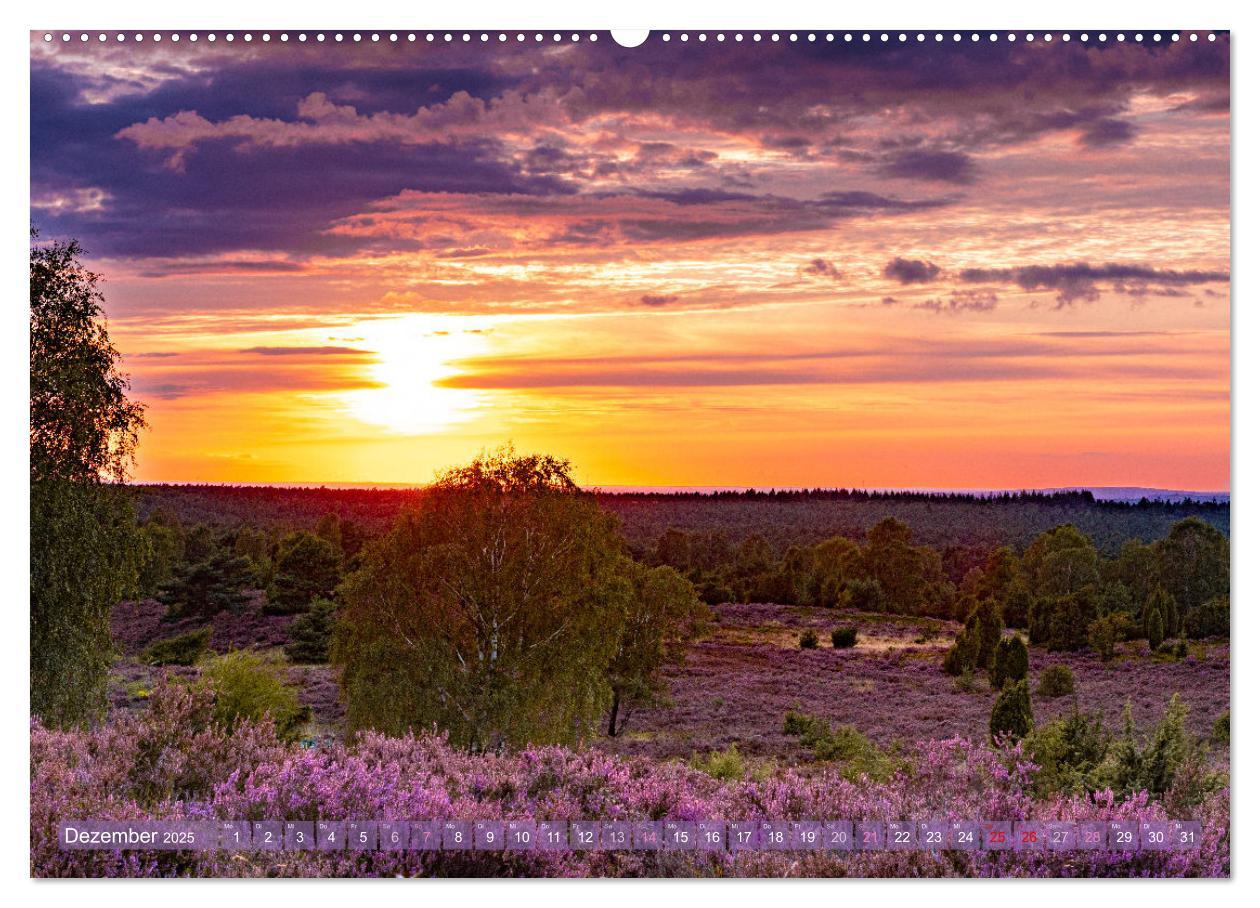 Bild: 9783383831324 | Im Blütenrausch der Lüneburger Heide (Wandkalender 2025 DIN A2...