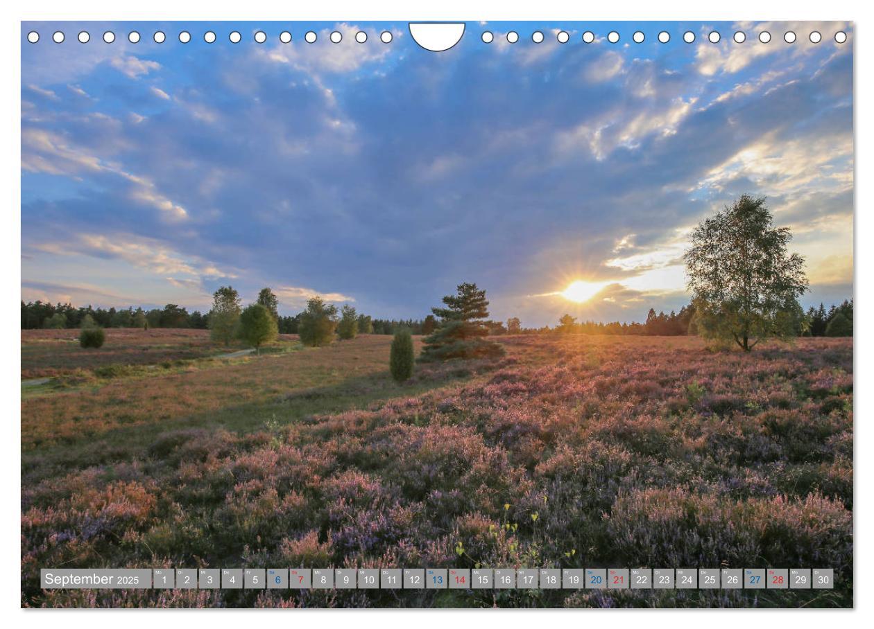 Bild: 9783435458776 | Lüneburger Heide - Faszinierend schön (Wandkalender 2025 DIN A4...