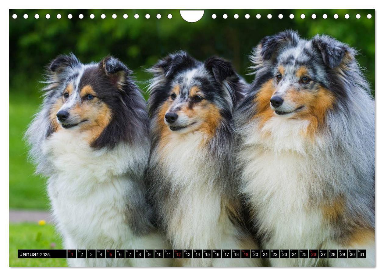 Bild: 9783435569878 | Traumhund Sheltie (Wandkalender 2025 DIN A4 quer), CALVENDO...