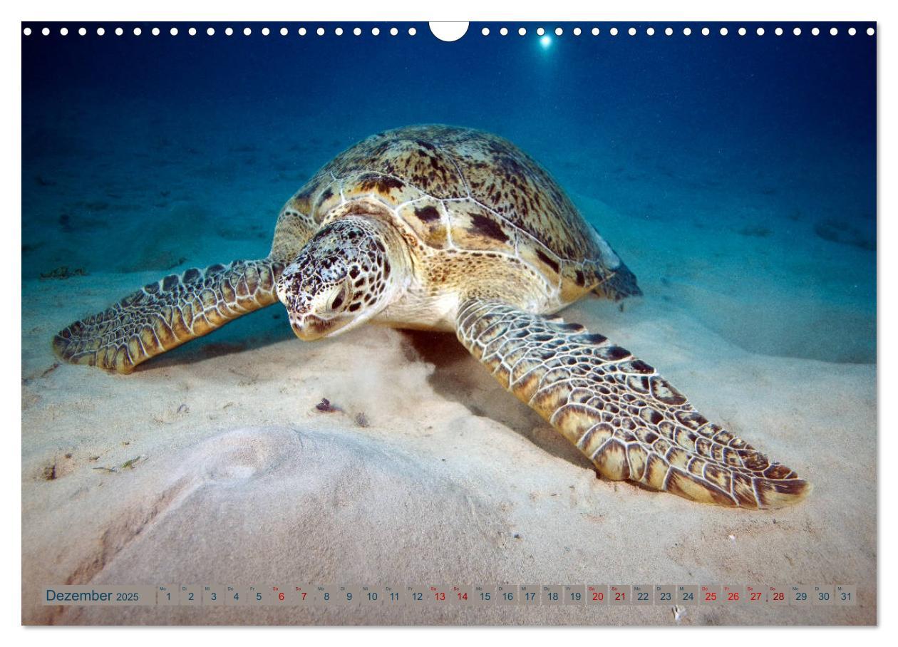 Bild: 9783435410088 | Tauchen, Fische und Meer (Wandkalender 2025 DIN A3 quer), CALVENDO...