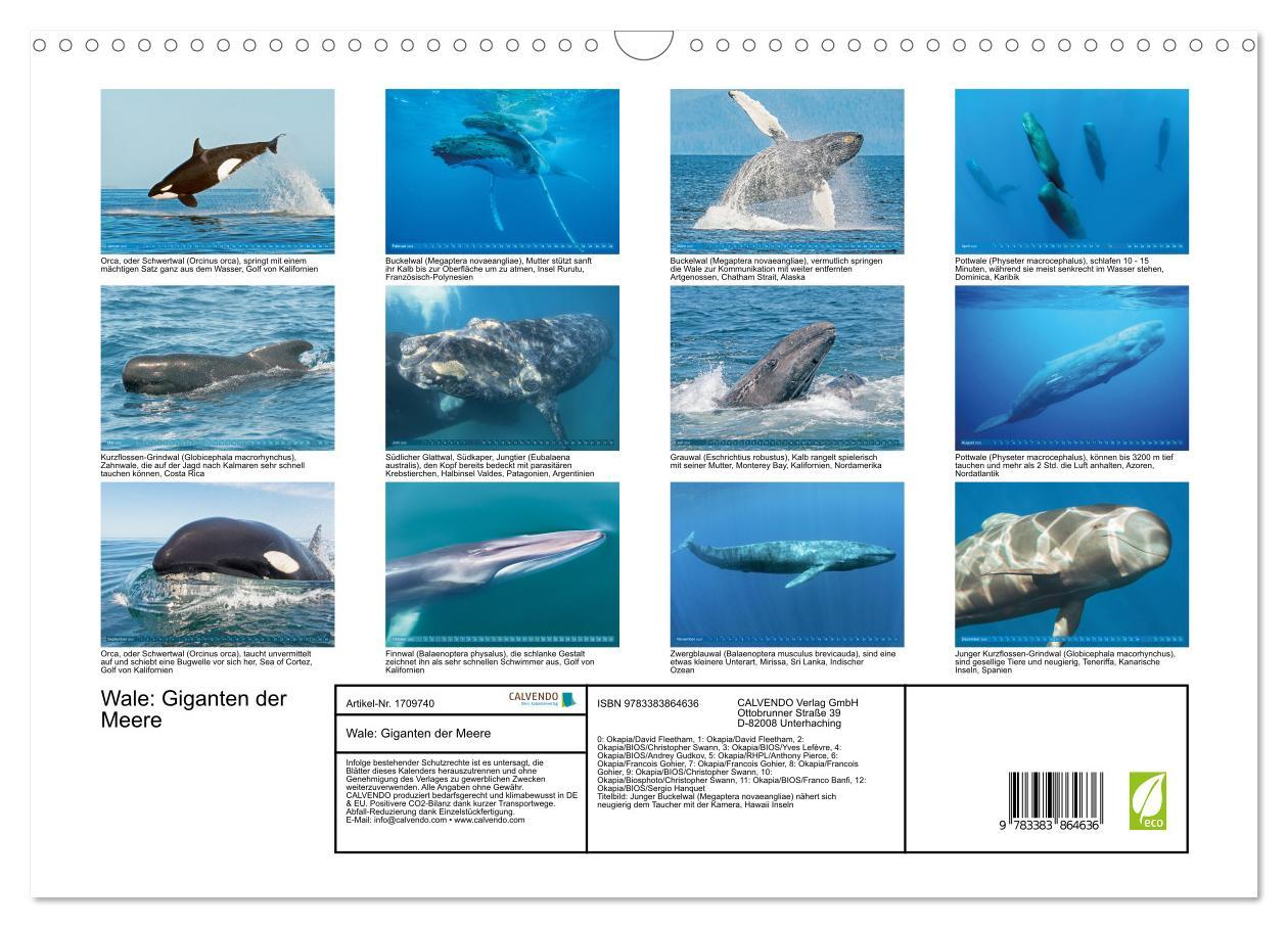 Bild: 9783383864636 | Wale: Giganten der Meere (Wandkalender 2025 DIN A3 quer), CALVENDO...