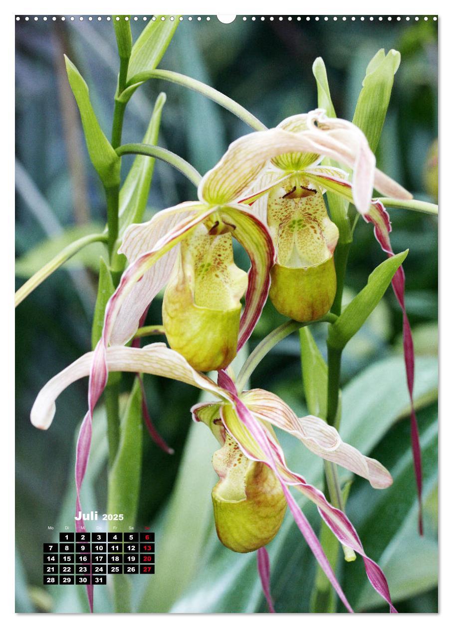 Bild: 9783435942480 | Kleine Orchideenschätze (Wandkalender 2025 DIN A2 hoch), CALVENDO...