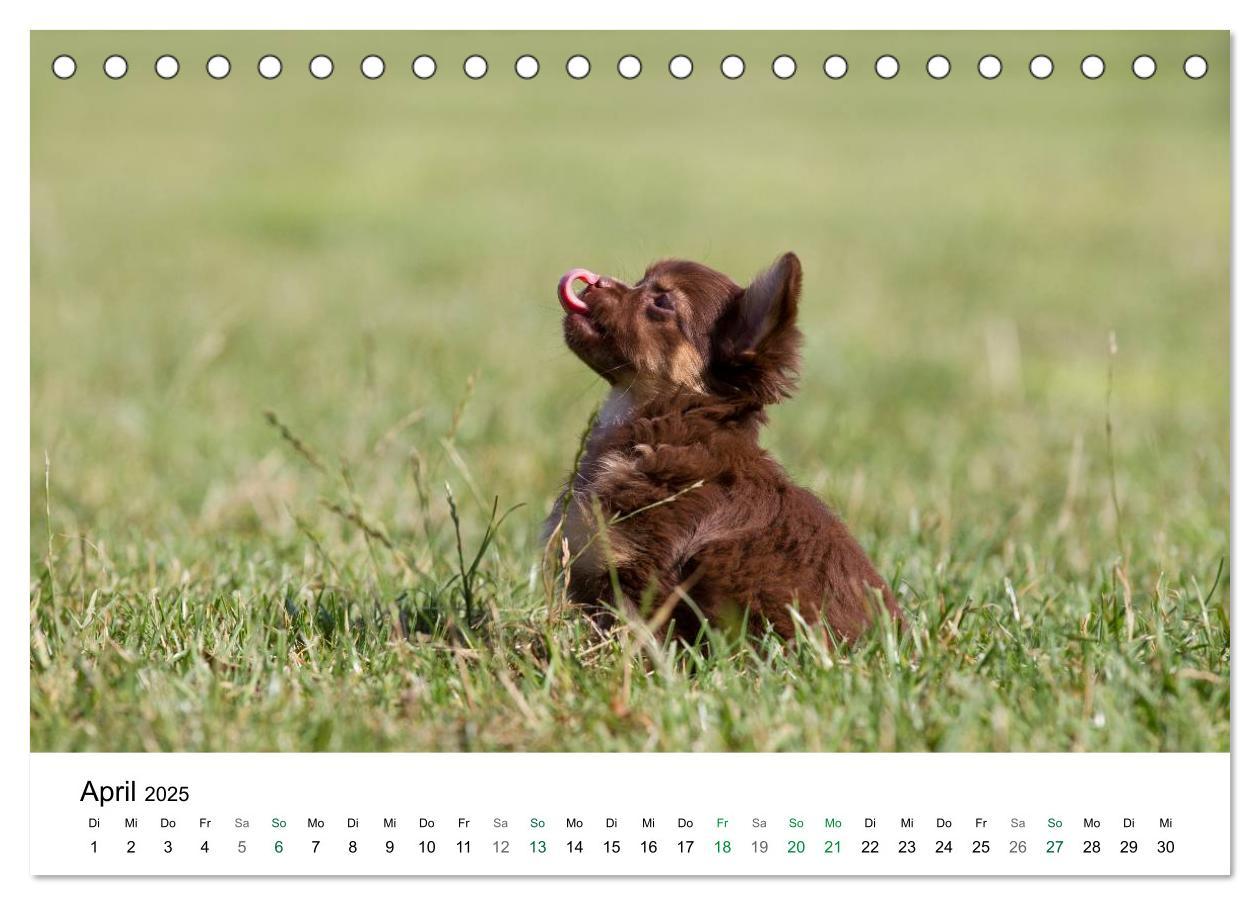 Bild: 9783435771080 | Chihuahuas - kleine Herzensbrecher (Tischkalender 2025 DIN A5...