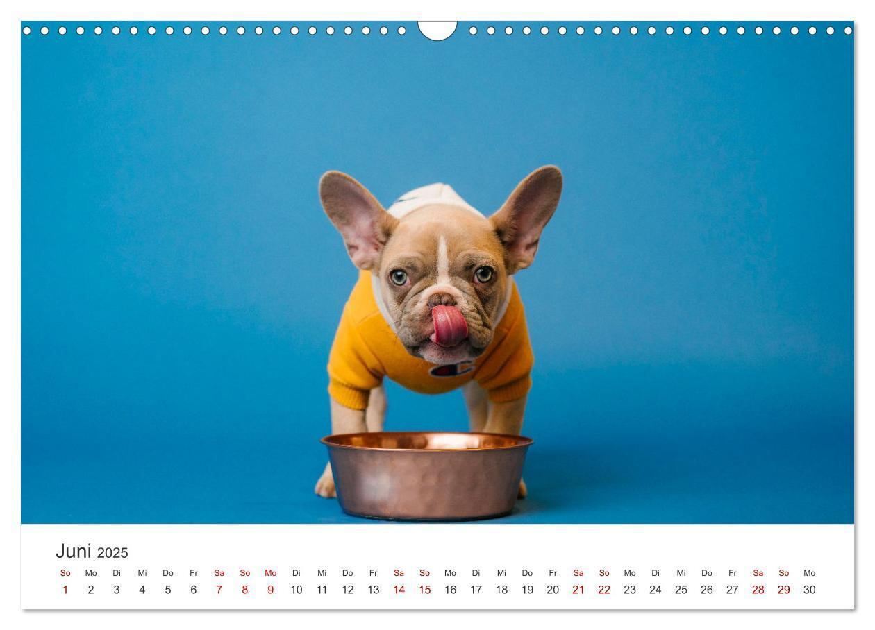 Bild: 9783457182680 | Die Bulldogge Henry (Wandkalender 2025 DIN A3 quer), CALVENDO...