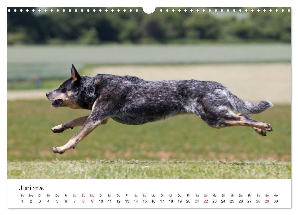 Bild: 9783435704736 | Faszinierende Australian Cattle Dogs (Wandkalender 2025 DIN A3...