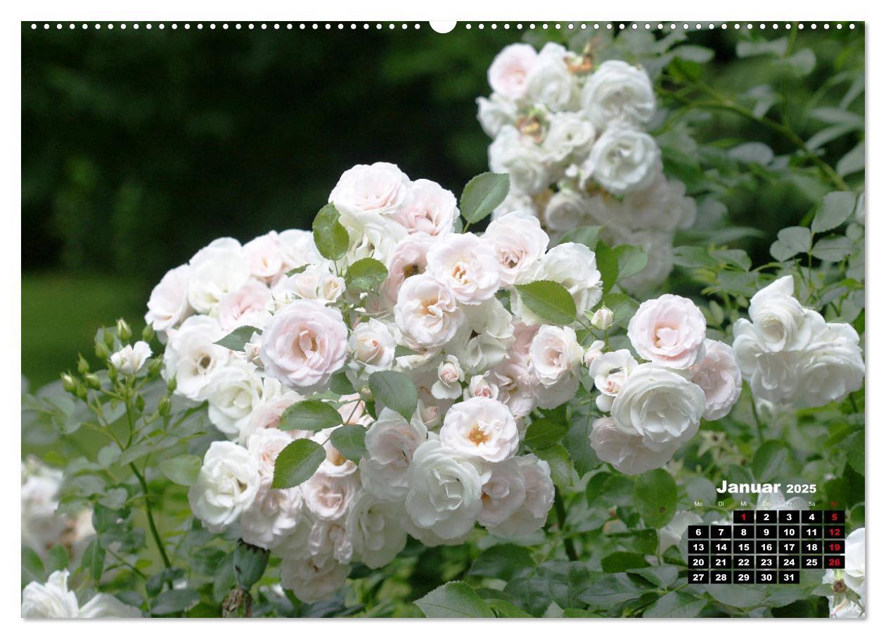 Bild: 9783435234356 | Magie der Rosen (Wandkalender 2025 DIN A2 quer), CALVENDO...