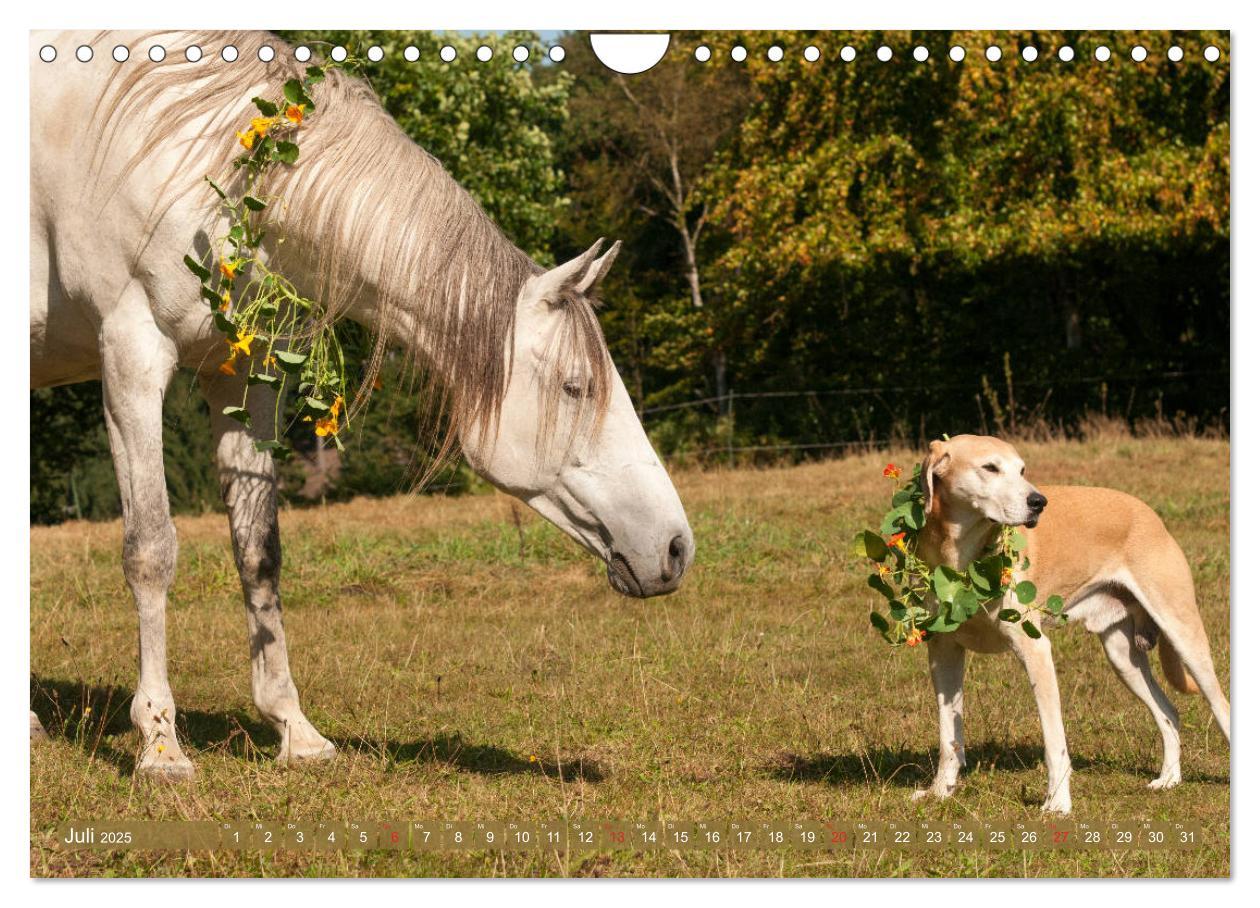 Bild: 9783435275182 | Pferd und Hund - Vierbeinige Freunde (Wandkalender 2025 DIN A4...