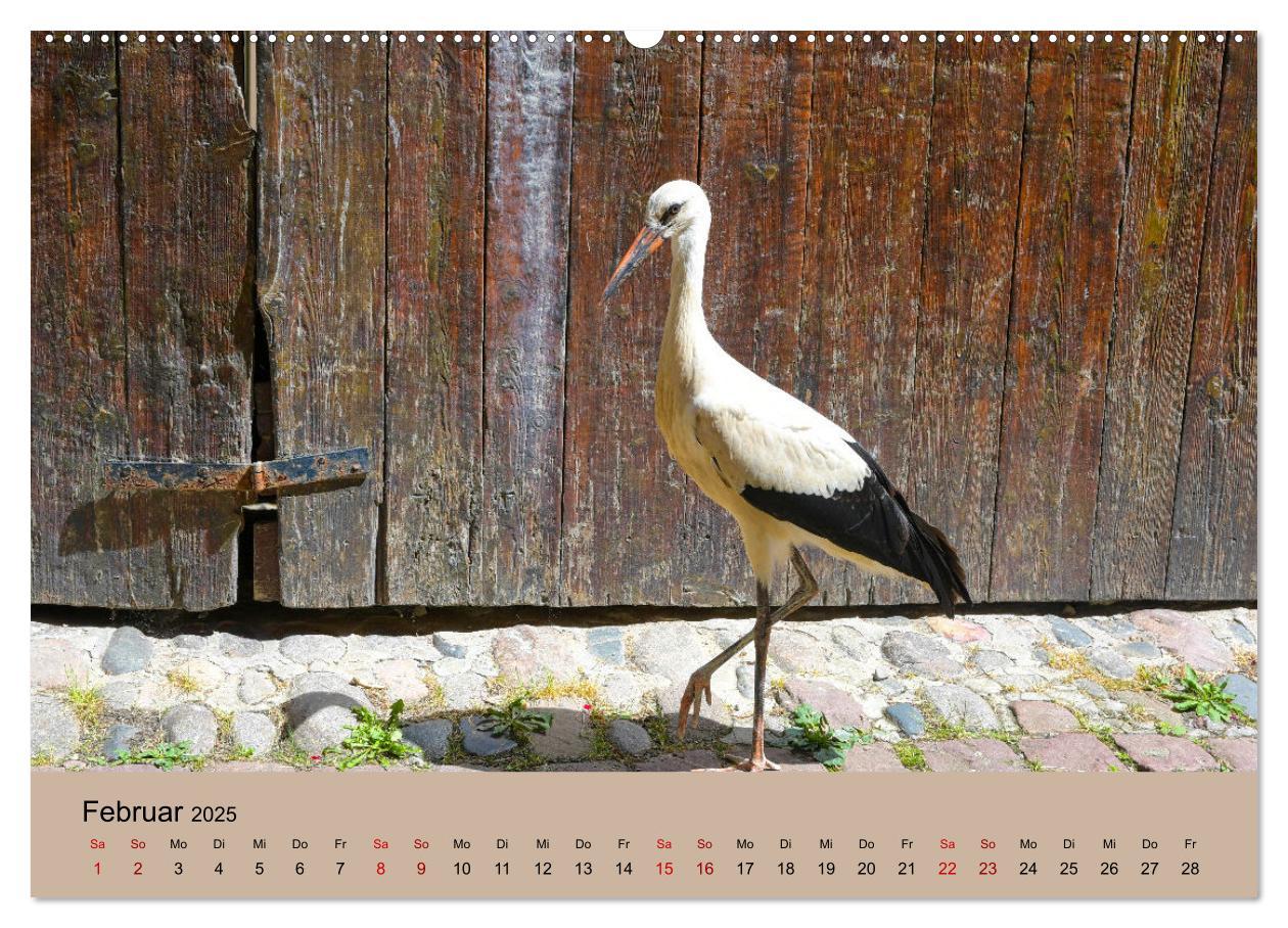 Bild: 9783435019366 | Der Storchenkalender (Wandkalender 2025 DIN A2 quer), CALVENDO...