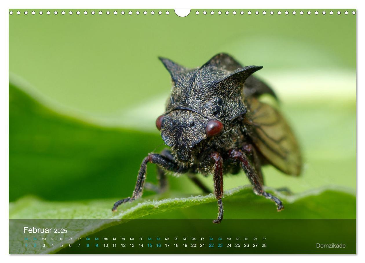 Bild: 9783383992971 | Kleine Kostbarkeiten Insekten (Wandkalender 2025 DIN A3 quer),...