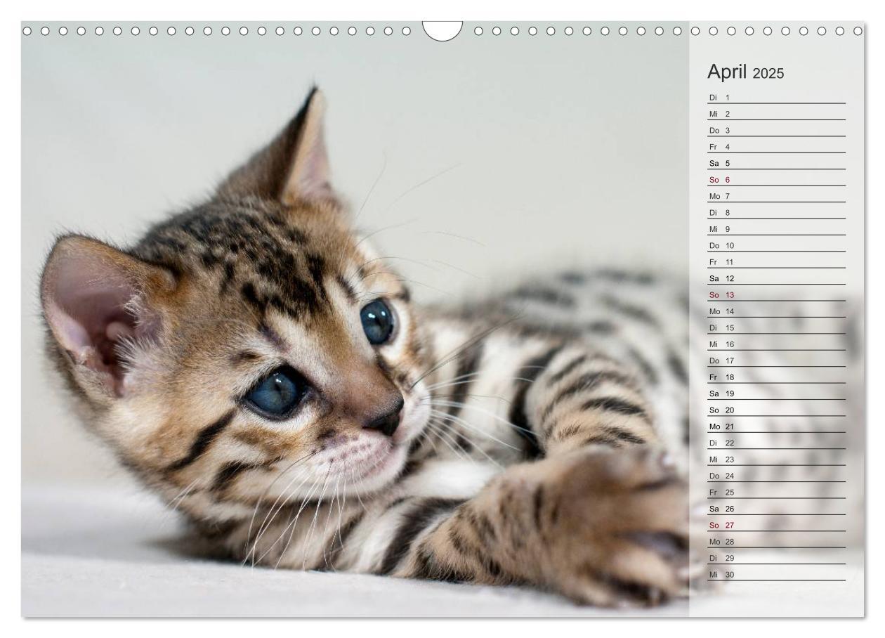 Bild: 9783435593071 | Die Bengalkatze. Edition Jungtiere (Wandkalender 2025 DIN A3 quer),...