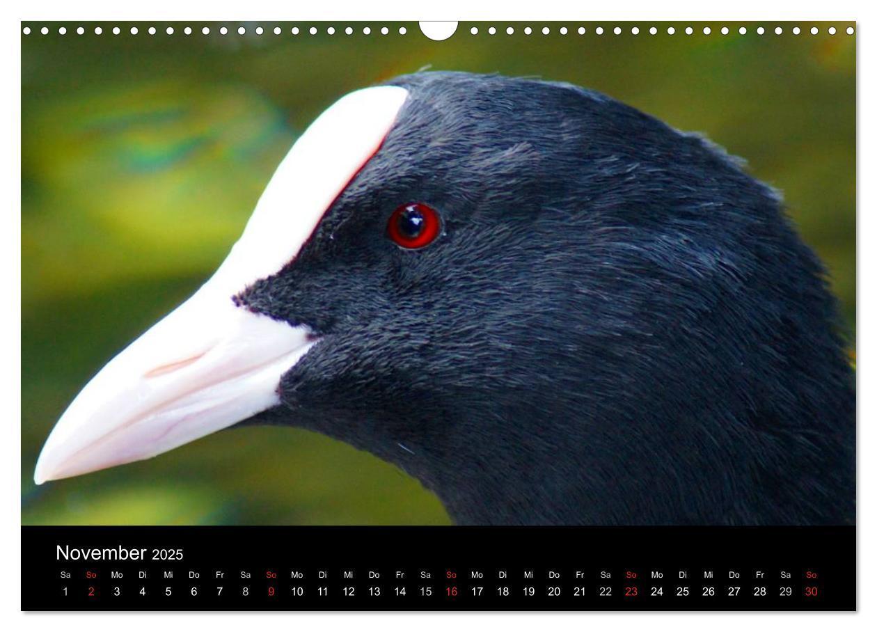 Bild: 9783435840526 | Das Leben der Enten (Wandkalender 2025 DIN A3 quer), CALVENDO...