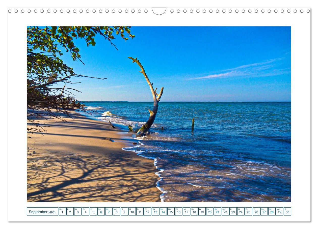 Bild: 9783457242162 | Der Weststrand am Darß (Wandkalender 2025 DIN A3 quer), CALVENDO...