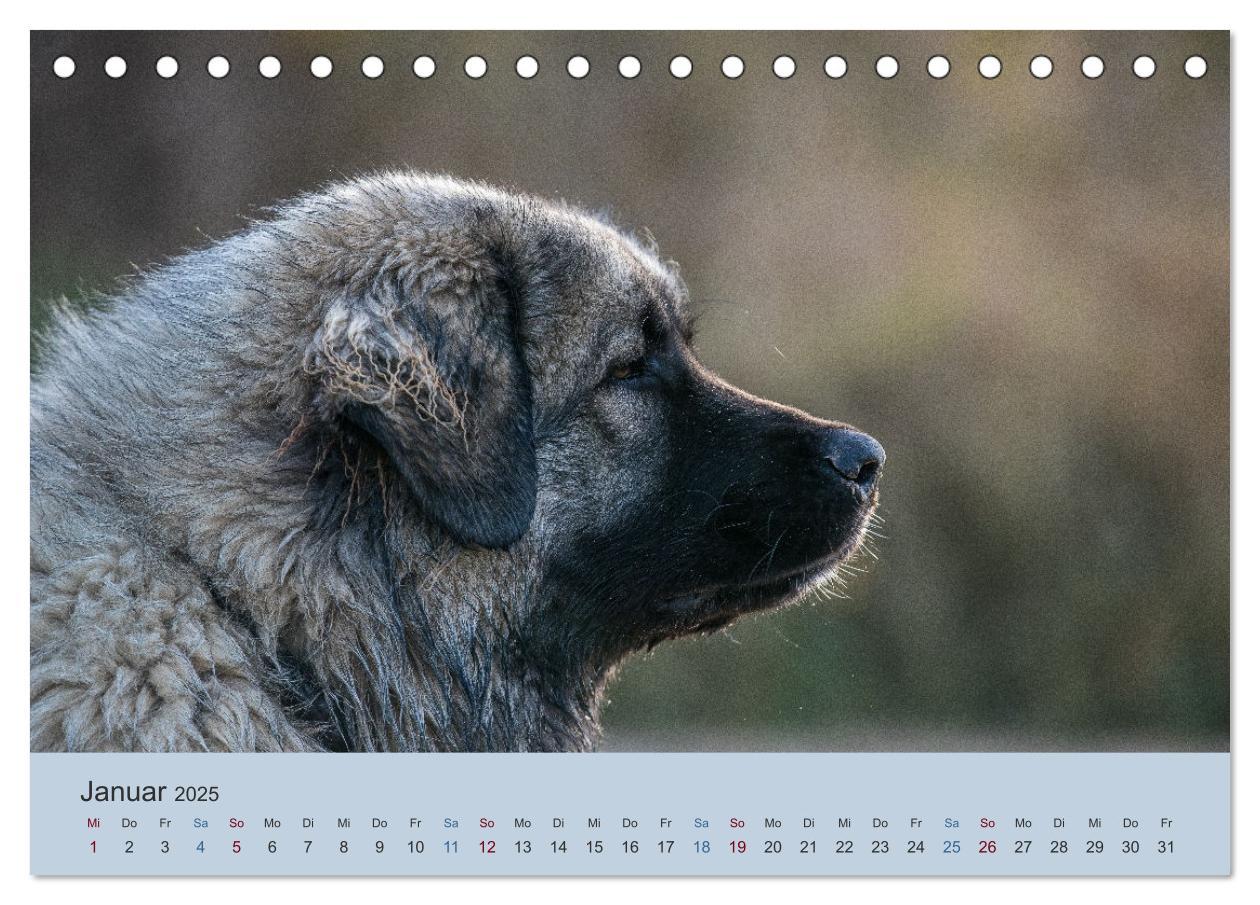 Bild: 9783435045419 | Kaukasischer Owtscharka (Tischkalender 2025 DIN A5 quer), CALVENDO...