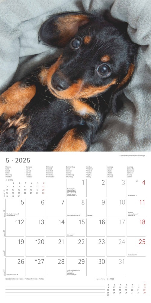 Bild: 4251732343033 | Alpha Edition - Dackel 2025 Broschürenkalender, 30x30cm,...