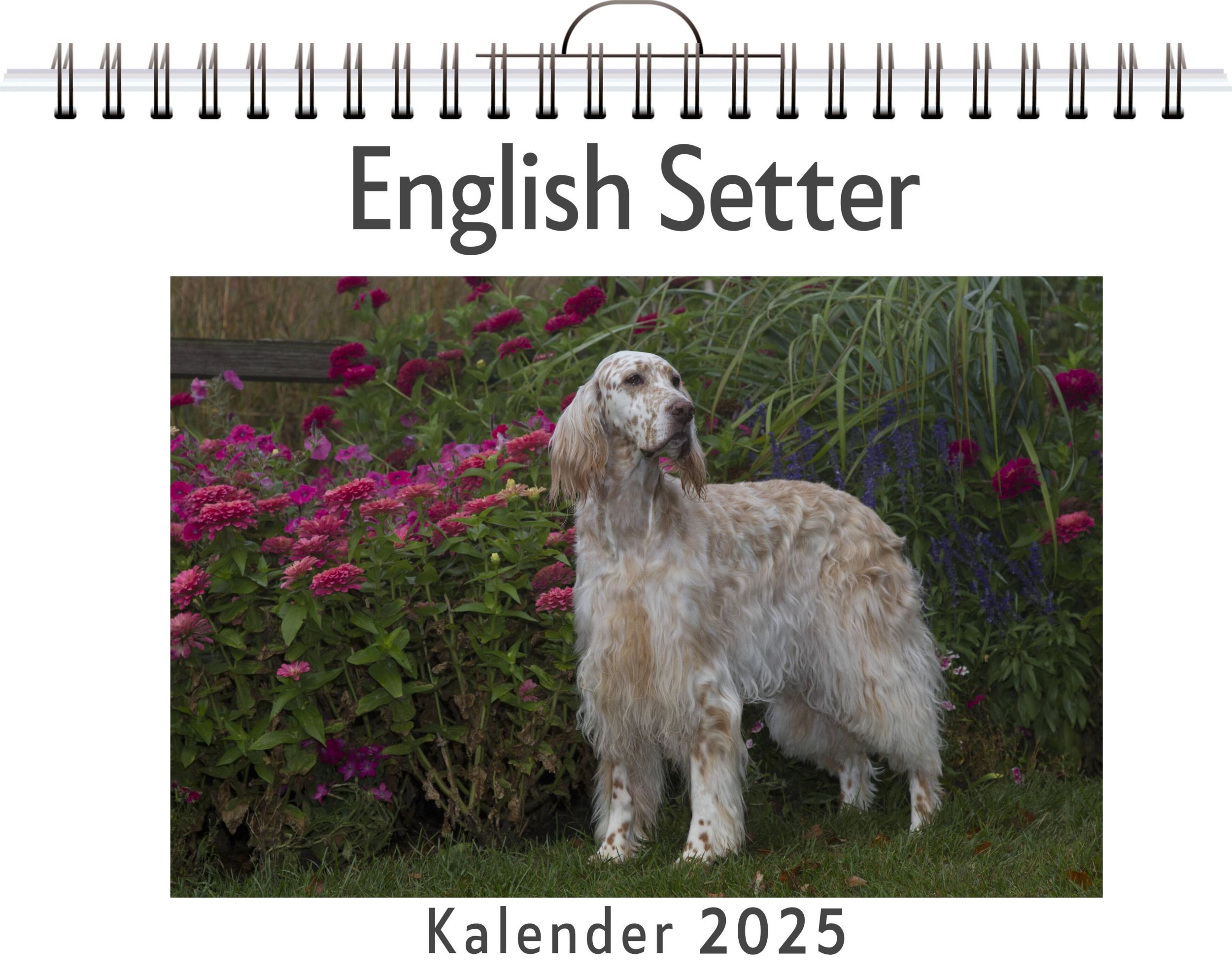 Cover: 9783759132727 | English Setter | Lucas Münch | Kalender | Kalender | 14 S. | Deutsch