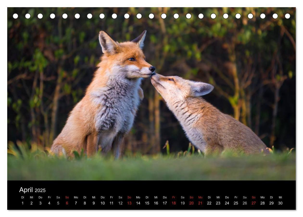 Bild: 9783435560011 | Joni, der kleine Fuchs (Tischkalender 2025 DIN A5 quer), CALVENDO...