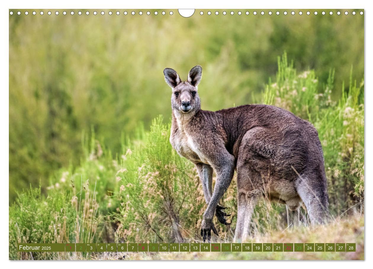 Bild: 9783383864384 | Big Five Australiens Buckelwal, Walhai, Orca, Quokka,Känguru...