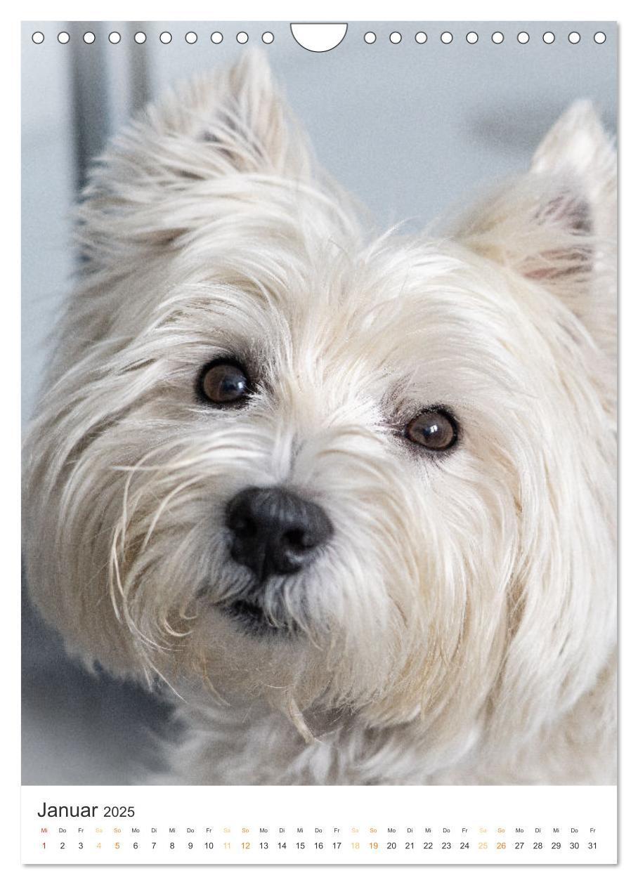 Bild: 9783383796715 | Der Westie - Portrait eines West Highland White Terriers...