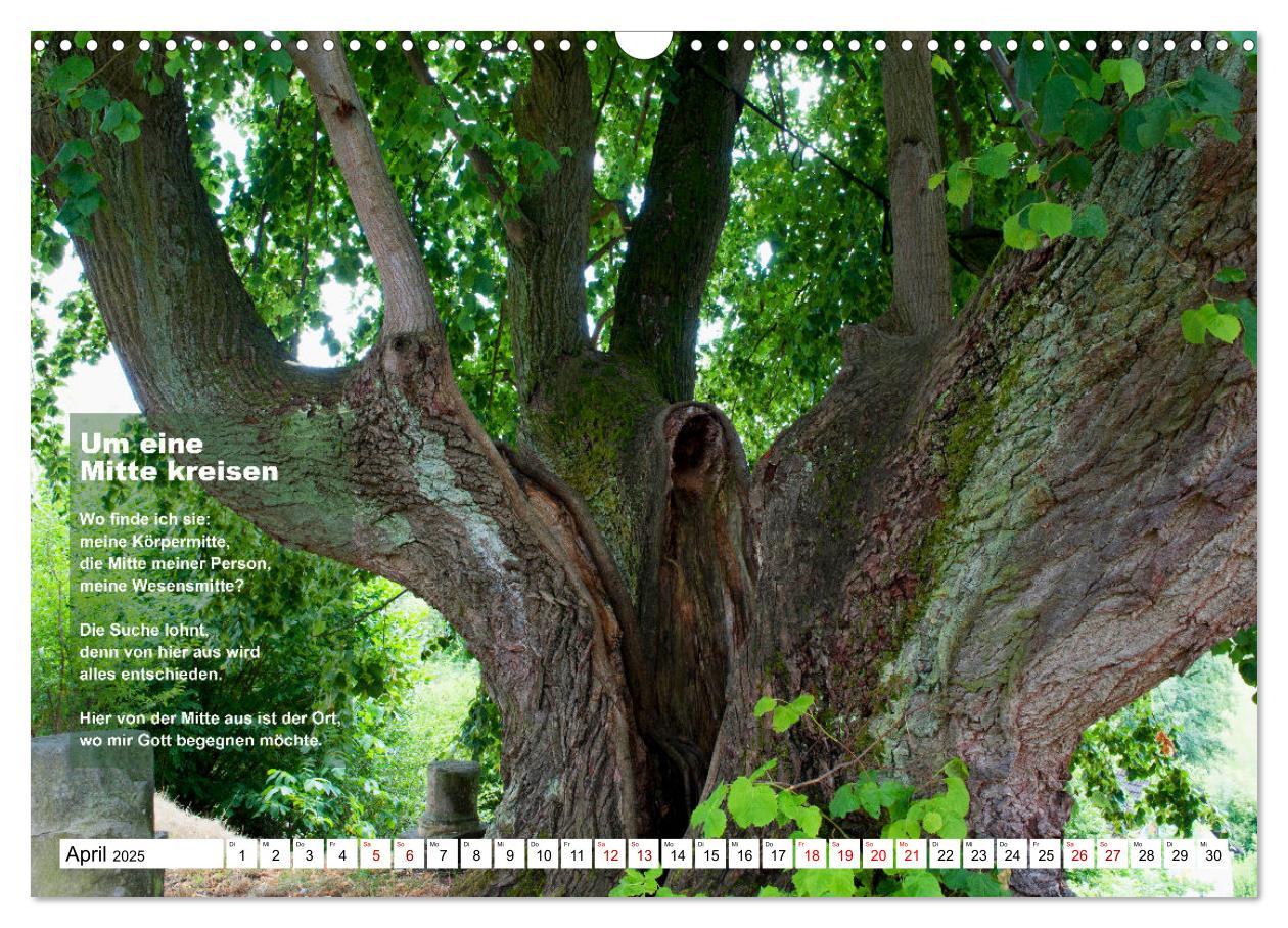 Bild: 9783383886553 | Stehen wie ein Baum (Wandkalender 2025 DIN A3 quer), CALVENDO...