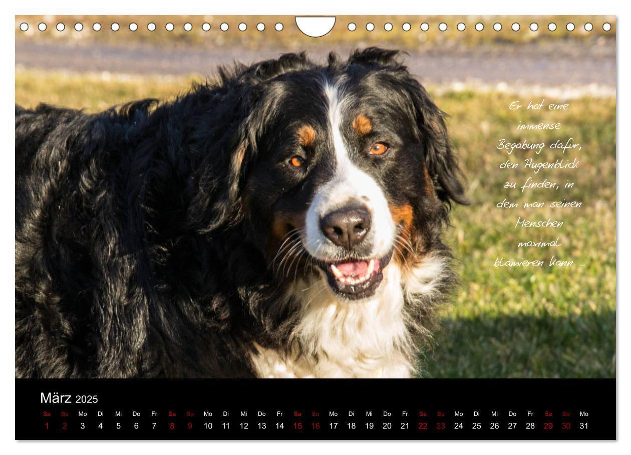 Bild: 9783435403431 | So ist er. Der Berner Sennenhund (Wandkalender 2025 DIN A4 quer),...