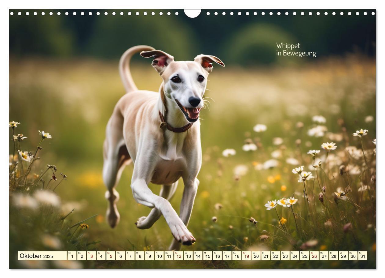 Bild: 9783457162095 | Windhunde im Portrait (Wandkalender 2025 DIN A3 quer), CALVENDO...