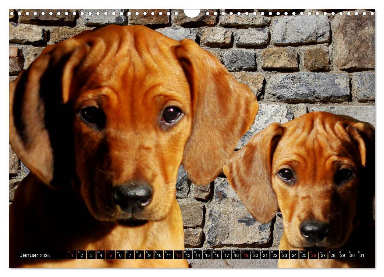 Bild: 9783435264797 | Rhodesian Ridgeback Augen-Blicke (Wandkalender 2025 DIN A3 quer),...