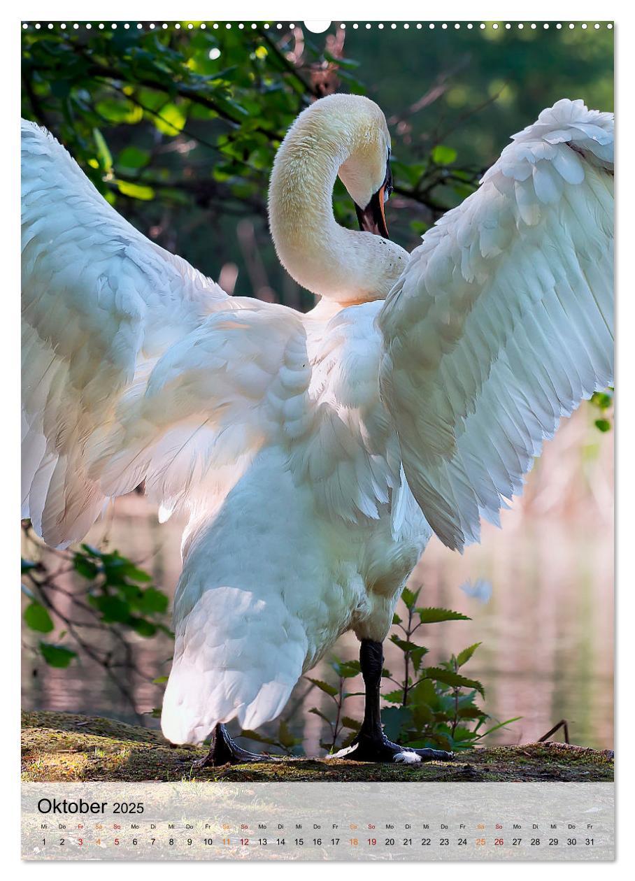 Bild: 9783435930470 | Vögel - gefiederte Freunde in unserer Natur (Wandkalender 2025 DIN...