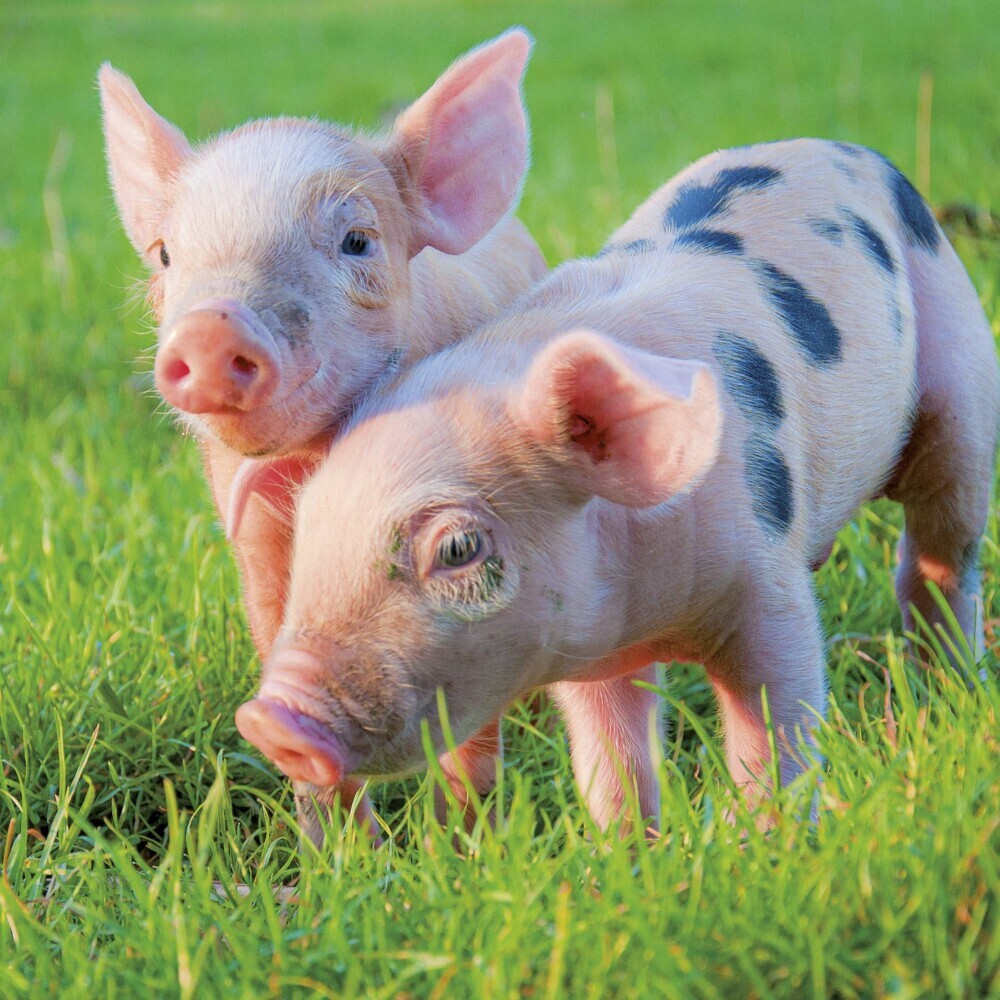 Bild: 9783959294515 | Piggies/Schweinchen 2025 | Kalender 2025 | Kalender | Drahtheftung