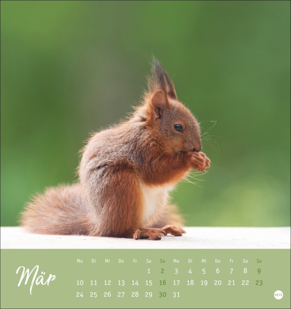 Bild: 9783756407071 | Eichhörnchen Postkartenkalender 2025 | Kalender | Spiralbindung | 2025