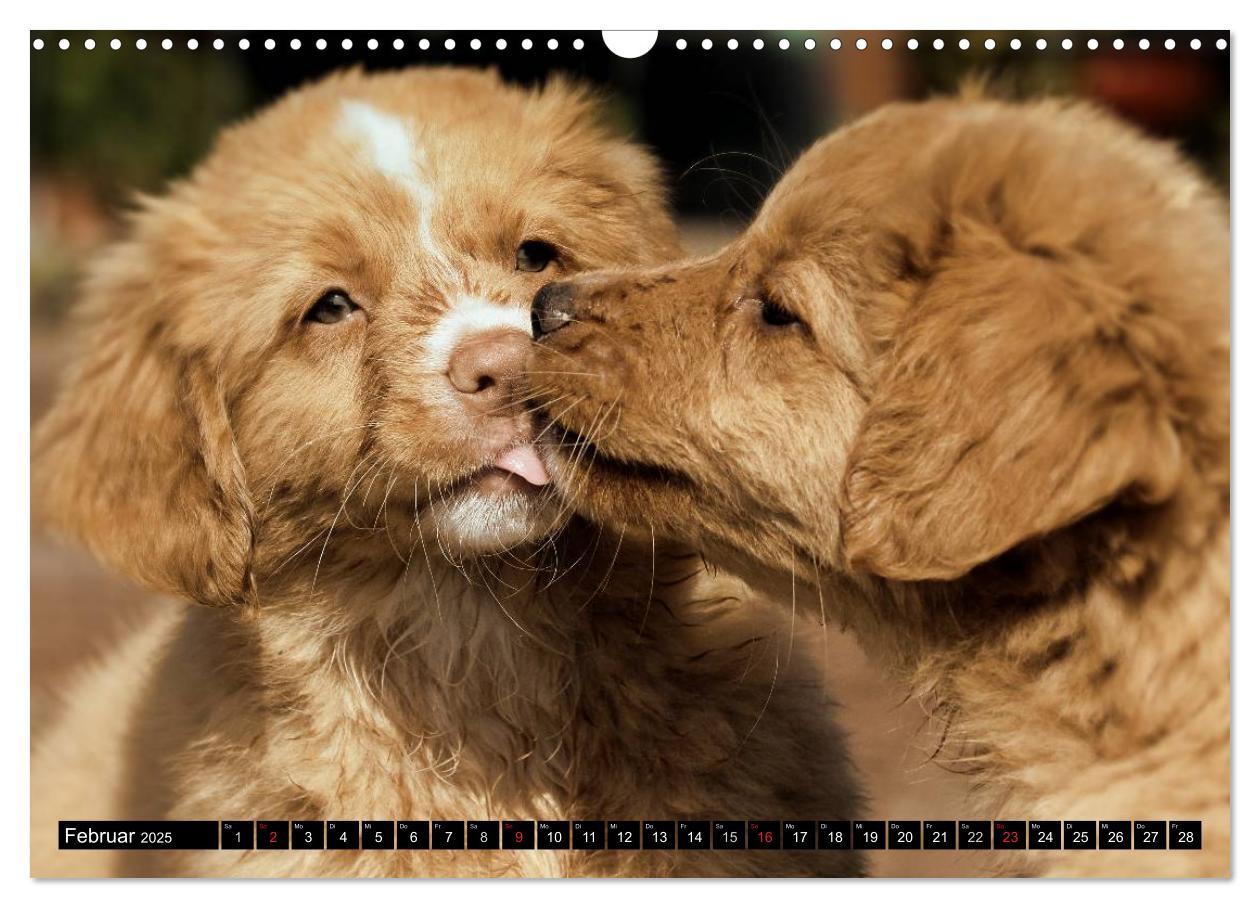 Bild: 9783435569380 | Nova Scotia Duck Tolling Retriever (Wandkalender 2025 DIN A3 quer),...