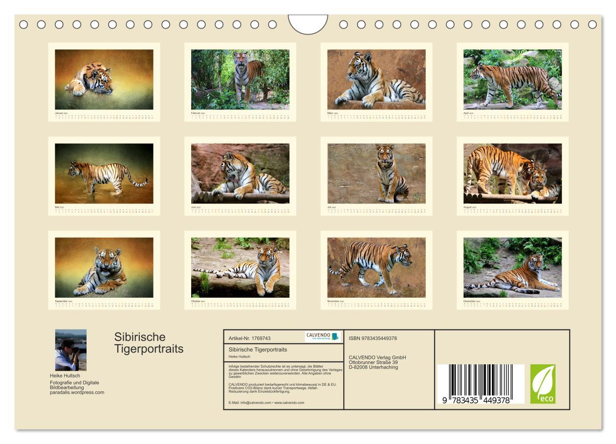 Bild: 9783435449378 | Sibirische Tigerportraits (Wandkalender 2025 DIN A4 quer), CALVENDO...