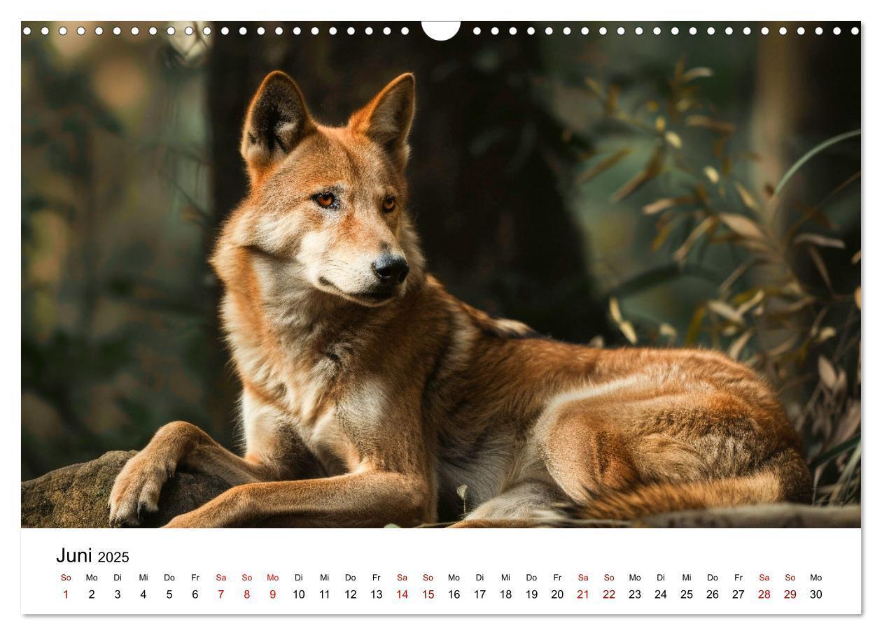 Bild: 9783383800689 | Wildes Down Under: Tiere des Australischen Kontinents (Wandkalender...