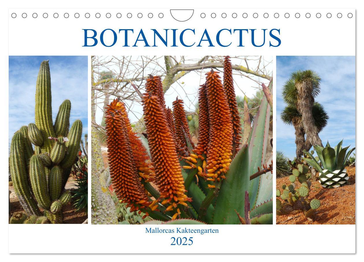 Cover: 9783435337064 | BOTANICACTUS Mallorcas Kakteengarten (Wandkalender 2025 DIN A4...