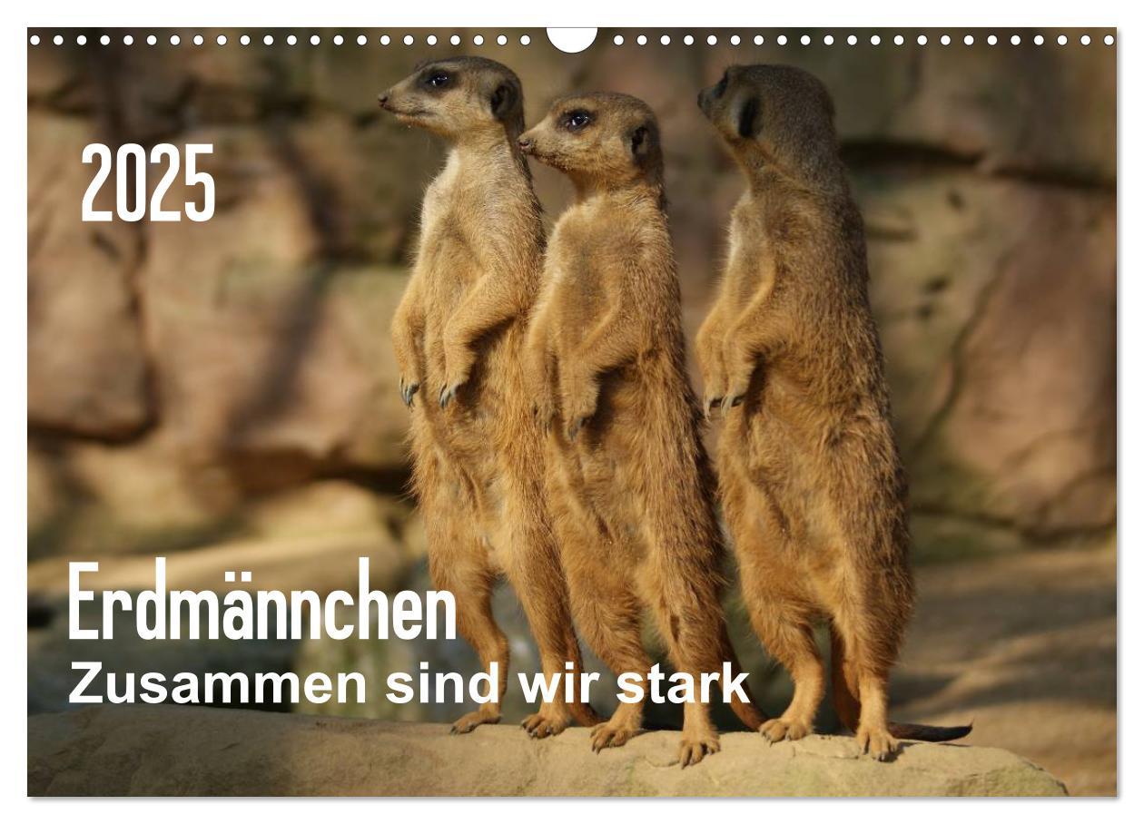 Cover: 9783435841042 | Erdmännchen ¿ Zusammen sind wir stark (Wandkalender 2025 DIN A3...