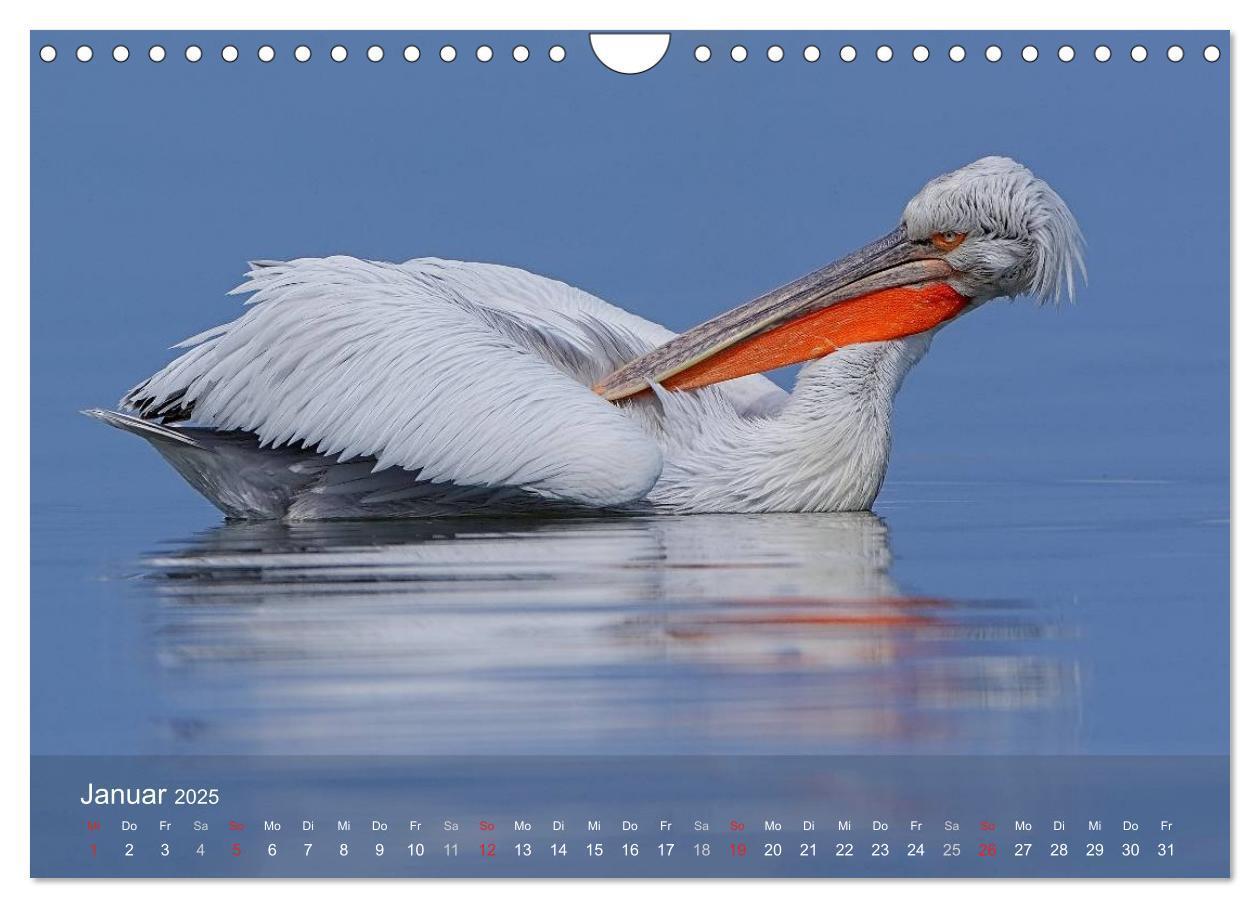 Bild: 9783435699759 | Pelikan-Kalender (Wandkalender 2025 DIN A4 quer), CALVENDO...