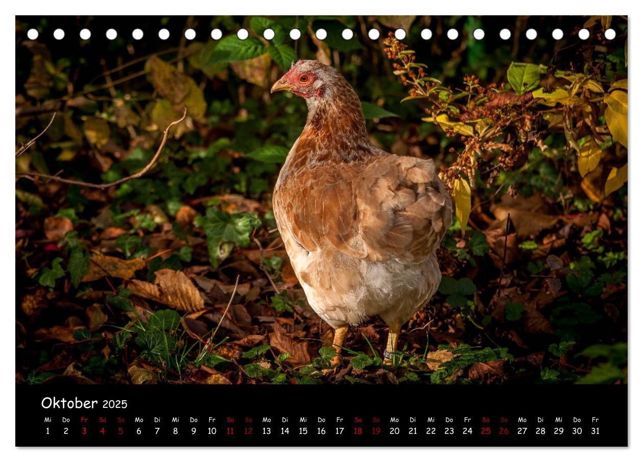 Bild: 9783435448142 | Neues von den Gartenhühnern (Tischkalender 2025 DIN A5 quer),...