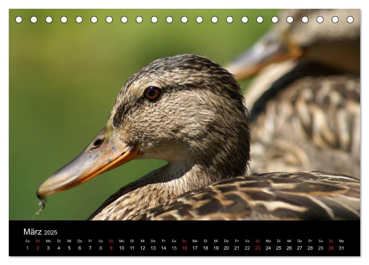 Bild: 9783435833610 | Das Leben der Enten (Tischkalender 2025 DIN A5 quer), CALVENDO...