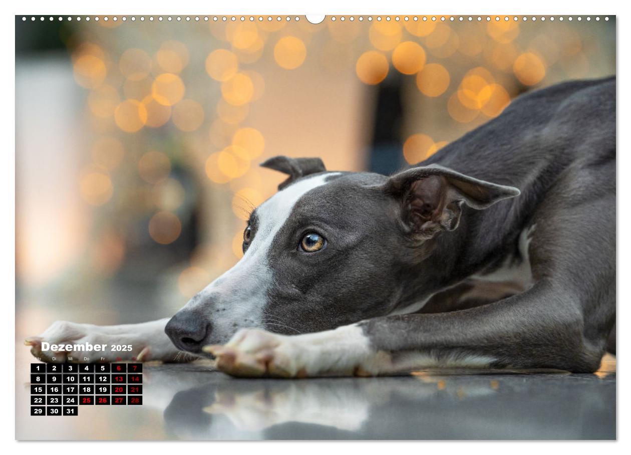 Bild: 9783383973673 | WHIPPETS - SCHNELL UND SCHÖN (Wandkalender 2025 DIN A2 quer),...