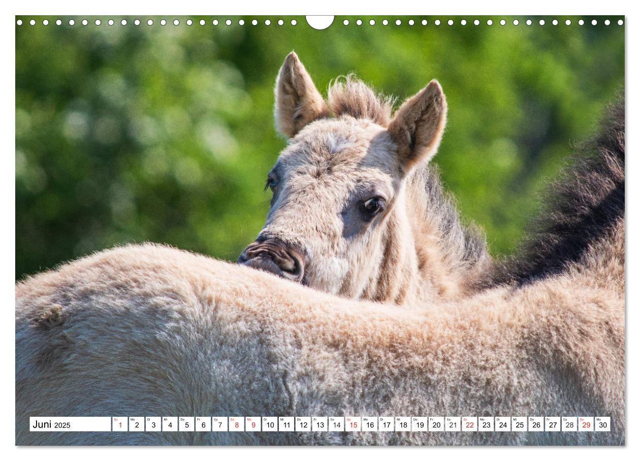 Bild: 9783435573127 | Konik - Frei geboren (Wandkalender 2025 DIN A3 quer), CALVENDO...