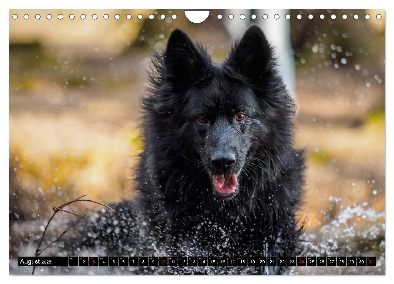 Bild: 9783435573264 | Schwarz ist schön! Der lackschwarze altdeutsche Schäferhund...