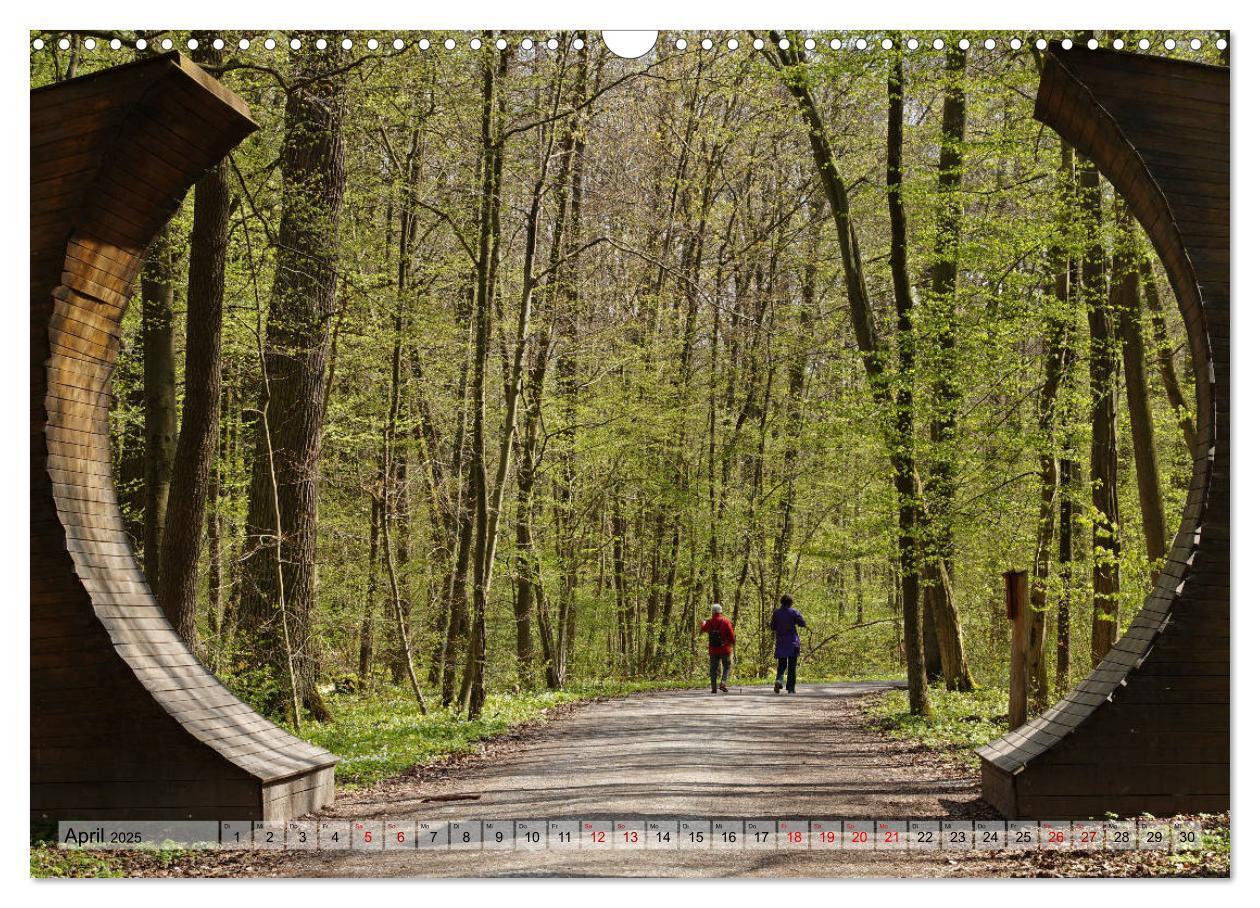 Bild: 9783435385546 | Der Hainich in Thüringen - Weltnaturerbe (Wandkalender 2025 DIN A3...