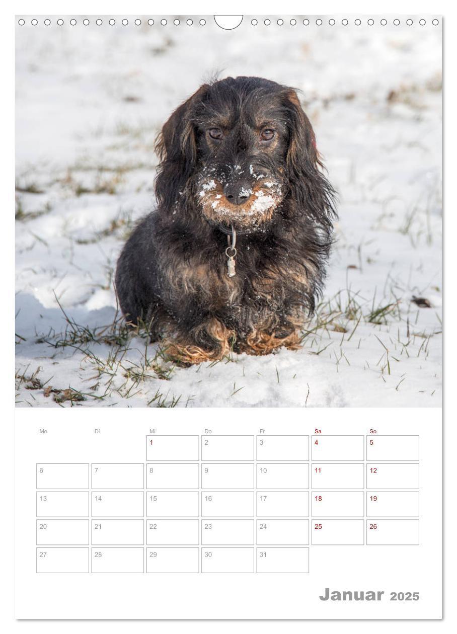 Bild: 9783435973668 | Dackelportraits (Wandkalender 2025 DIN A3 hoch), CALVENDO...