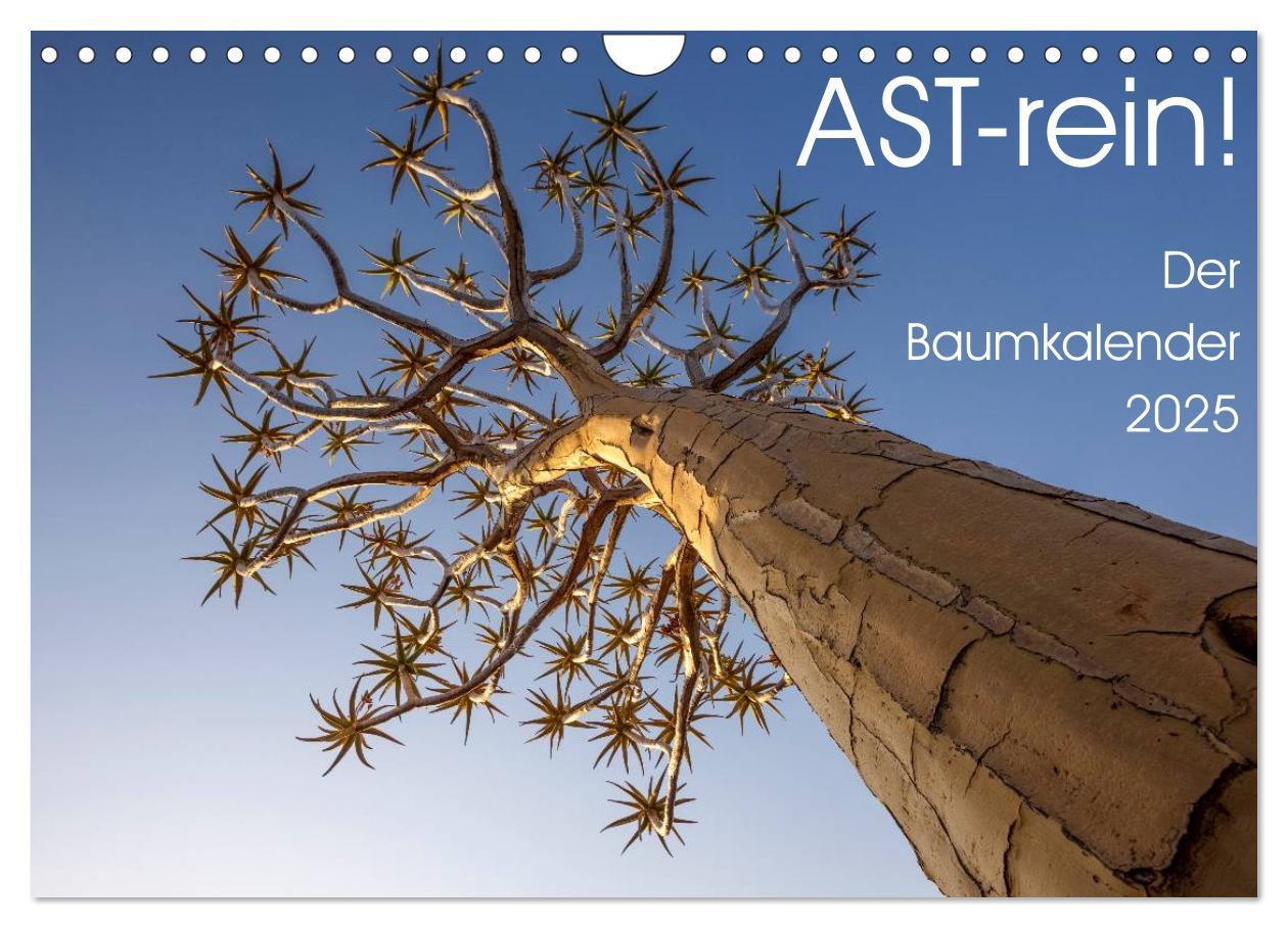 Cover: 9783435466689 | Astrein! - Der Baumkalender 2025 (Wandkalender 2025 DIN A4 quer),...