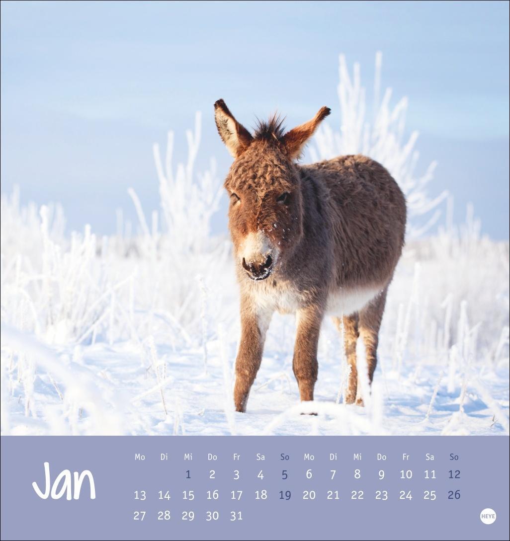 Bild: 9783756407149 | Esel Postkartenkalender 2025 - Von wegen sturer Esel | Heye | Kalender