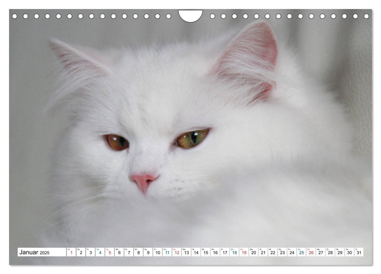 Bild: 9783435304240 | Die Perserkatze - Farbschlag Weiß (Wandkalender 2025 DIN A4 quer),...