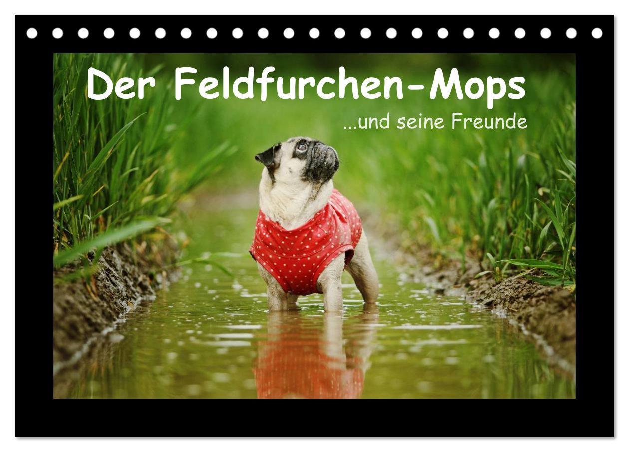 Cover: 9783435638420 | Der Feldfurchen-Mops (Tischkalender 2025 DIN A5 quer), CALVENDO...