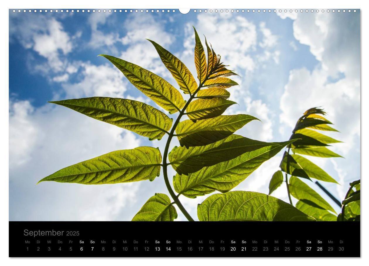 Bild: 9783435798087 | Natur im Detail (hochwertiger Premium Wandkalender 2025 DIN A2...