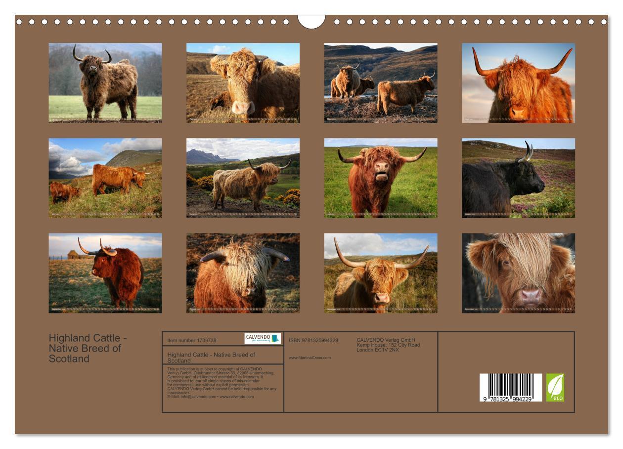 Bild: 9781325994229 | Highland Cattle - Native Breed of Scotland (Wall Calendar 2025 DIN...