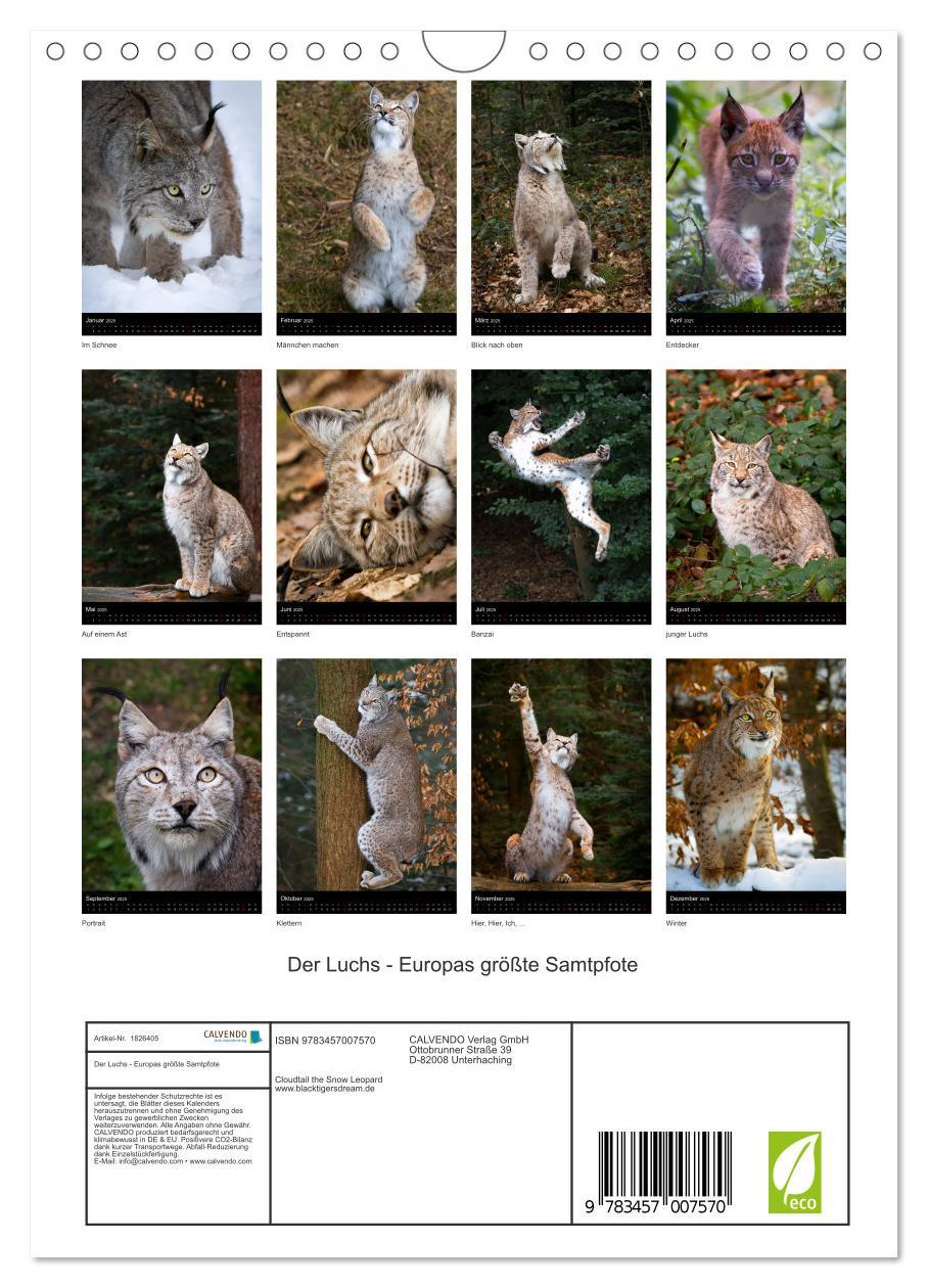 Bild: 9783457007570 | Der Luchs - Europas größte Samtpfote (Wandkalender 2025 DIN A4...