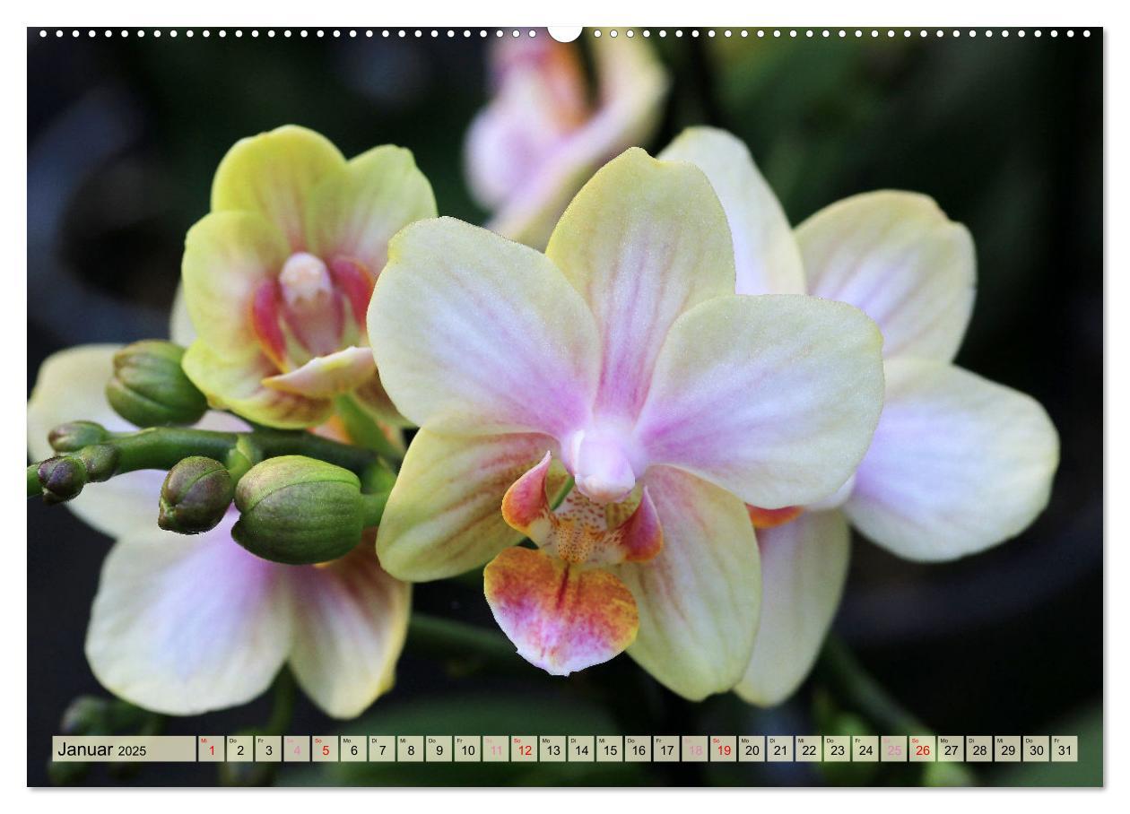 Bild: 9783383765100 | Beliebte Orchideen (Wandkalender 2025 DIN A2 quer), CALVENDO...